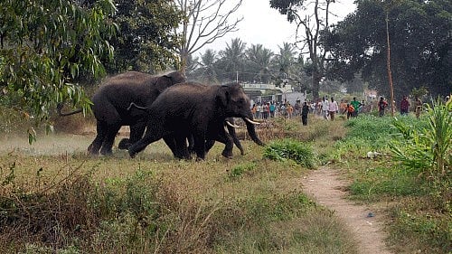 <div class="paragraphs"><p>Representative image of wild elephants.</p></div>