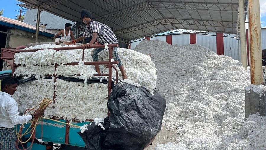 Workers unload cotton at the Raichur market.