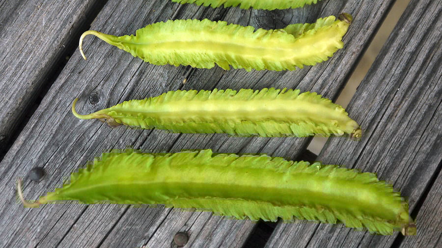 <div class="paragraphs"><p>Winged beans. </p></div>