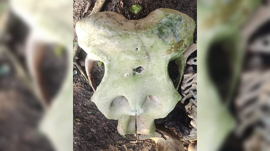<div class="paragraphs"><p>The skull of the male elephant found in the Bhadra Tiger Reseve. </p></div>