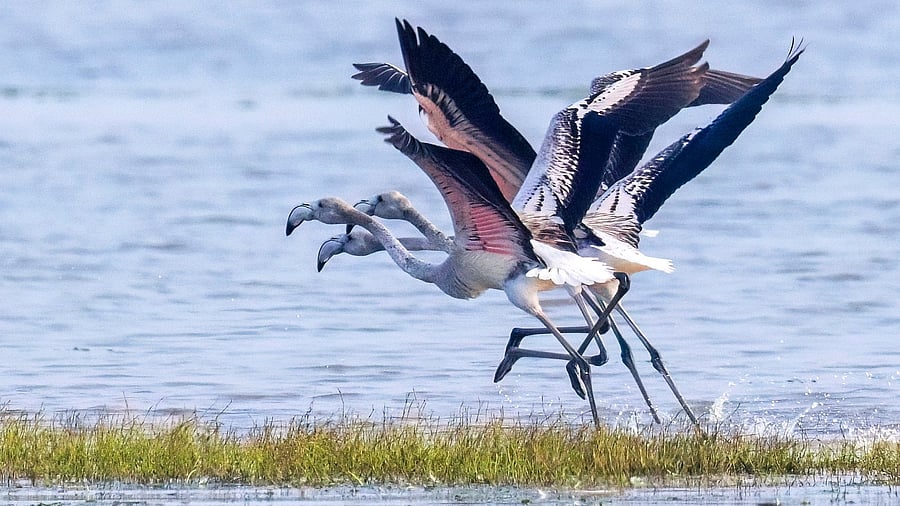 Young flamingos take off. Photo by Dinesh Kumar