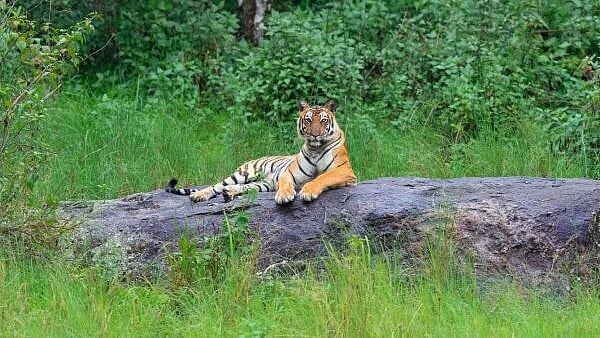 <div class="paragraphs"><p>Tiger spotted at Yelandur Taluk, Chamarajanagara District</p></div>