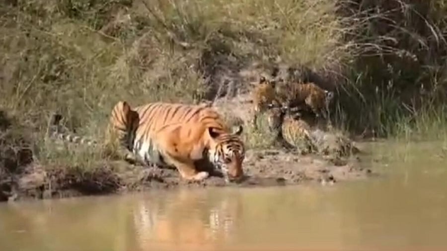 <div class="paragraphs"><p>Tigress drinks water in the lake. Four cubs are also seen.</p></div>