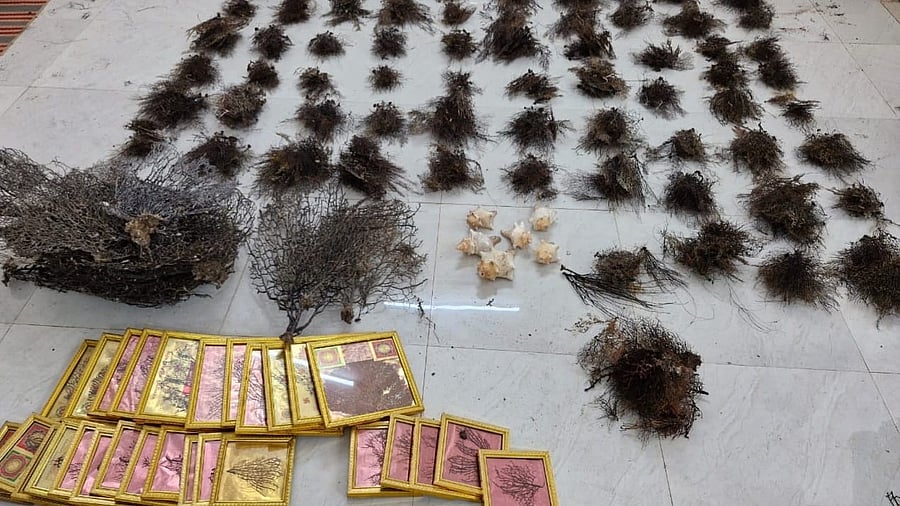 <div class="paragraphs"><p>The seized corals. </p></div>