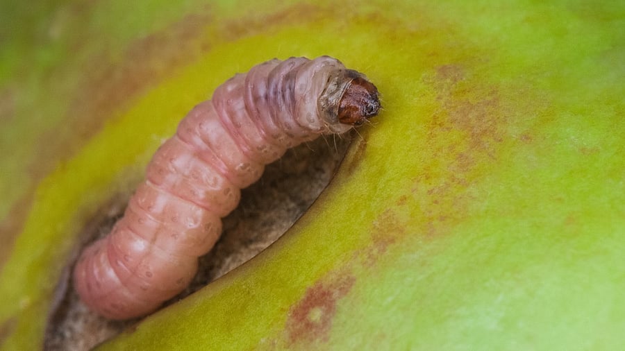 <div class="paragraphs"><p>Some parasites cause horrific deformities and diseases, maiming and killing millions of people and wildlife. Others may help boost immunity or provide the basis of food chains.</p><p>Photo for representative purpose.</p></div>