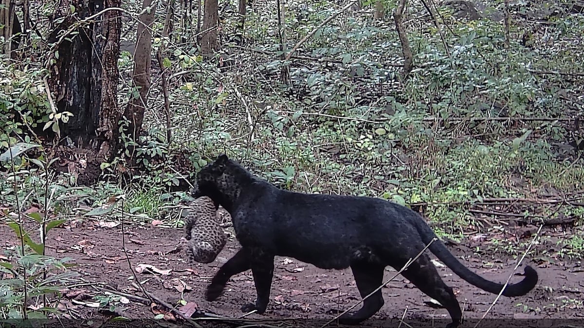Rare black leopard spotted in forest in Odisha: Official