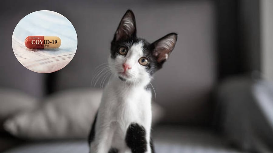 <div class="paragraphs"><p>Image of a cat, and a Covid pill (inset).</p><p>For representation.</p></div>
