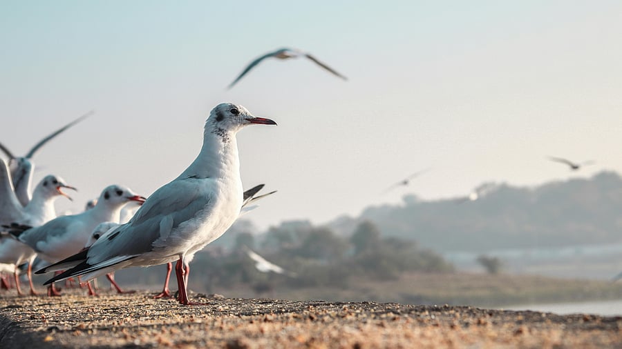 <div class="paragraphs"><p>Black-billed Gulls are endemic to&nbsp;New Zealand. </p></div>