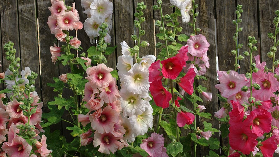 <div class="paragraphs"><p>Hollyhocks flowers need supports.</p></div>