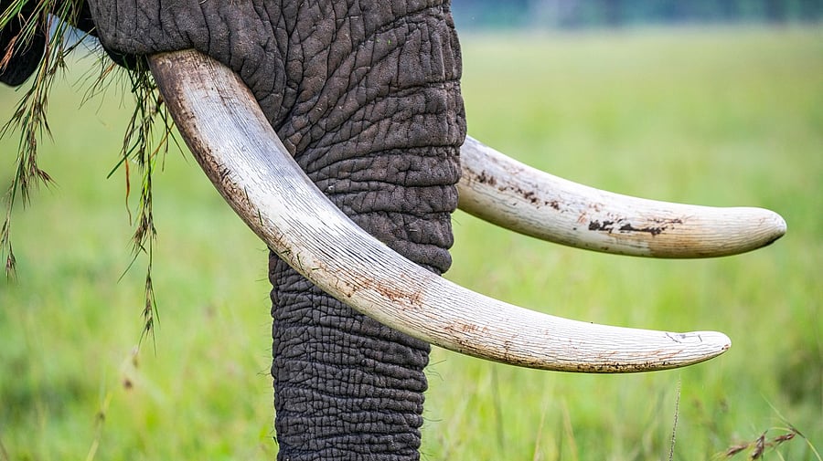 <div class="paragraphs"><p>Representative image of elephant tusks.</p></div>