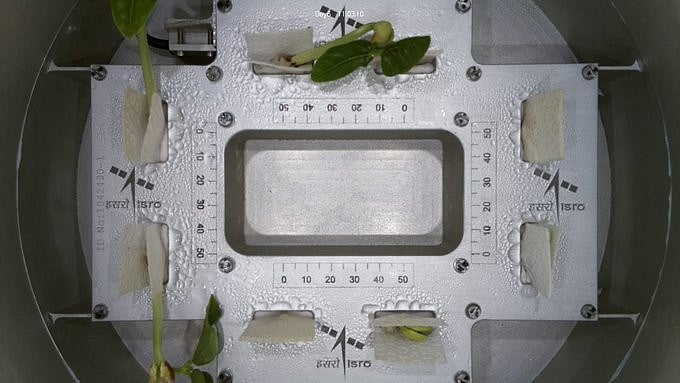 <div class="paragraphs"><p>Cowpea seedlings onboard PSLV-C60 POEM-4 module sprout their first leaves in space.&nbsp;</p></div>