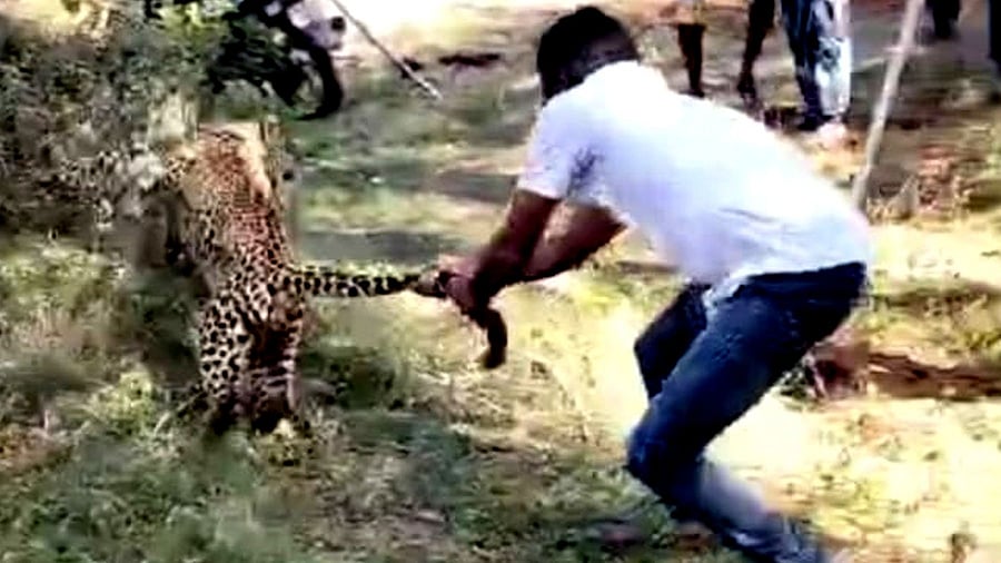Anand of Rangapura village grabs the tail of a leopard.