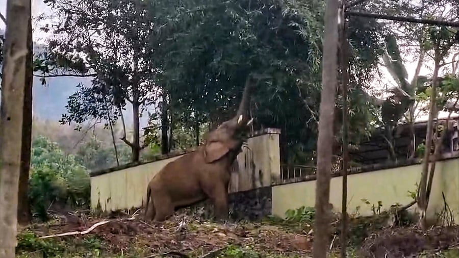<div class="paragraphs"><p>The elephant was eventually pacified and calmed down by its mahouts after some effort. (Representative image)<br></p></div>