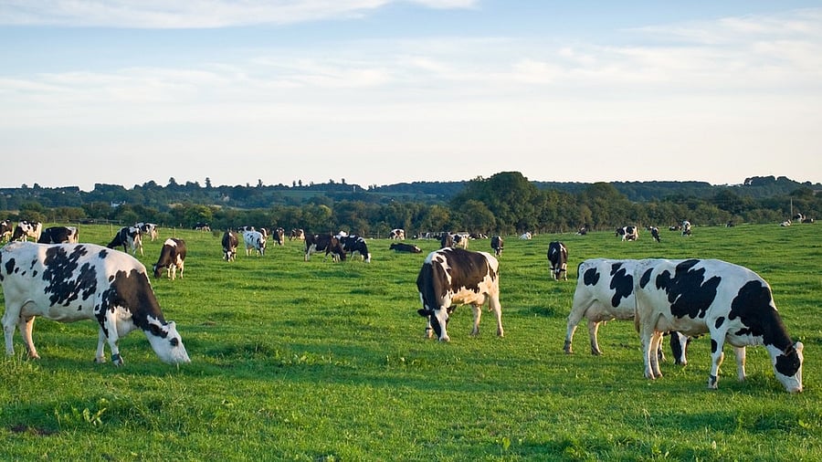 <div class="paragraphs"><p>Representative image of a cattle ranch. </p></div>