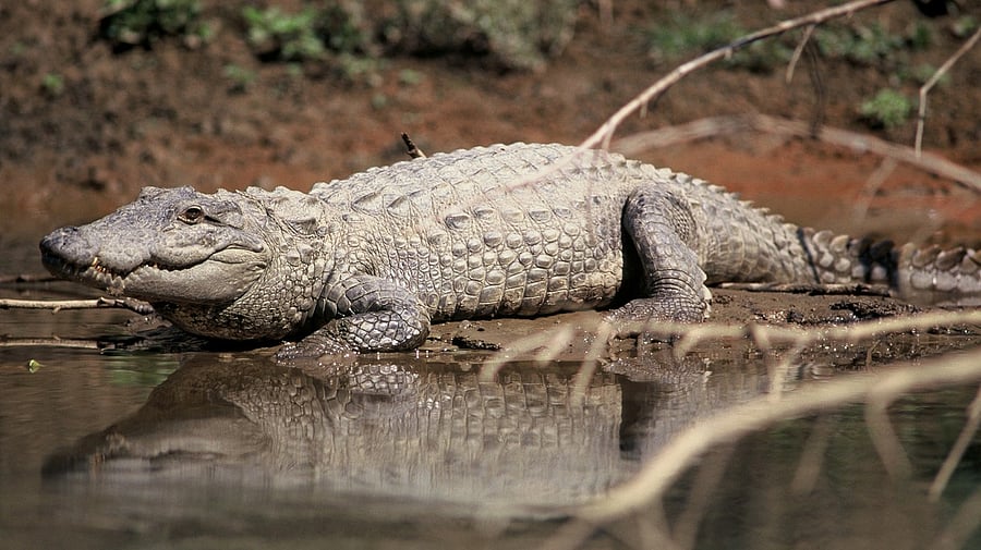 <div class="paragraphs"><p>The desilting of the Vishwamitri river in Vadodara, likely to start later this month, might temporarily displace crocodiles from their natural habitat, officials said on Wednesday.</p><p>Photo for representational purpose.</p></div>