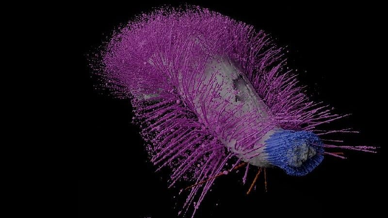 Punk and Emo Fossils Are a Hot Topic in Paleontology