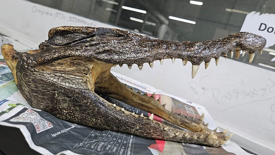 <div class="paragraphs"><p>The reptile skull seized by the customs at the IGI airport.</p></div>