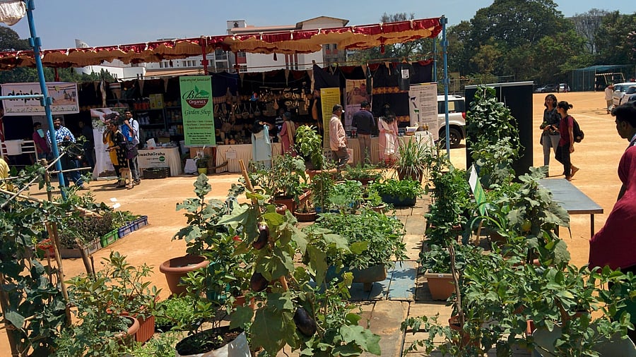 <div class="paragraphs"><p>Plants on display.&nbsp;</p></div>