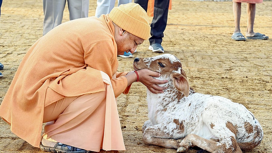 <div class="paragraphs"><p>Uttar Pradesh Chief Minister Yogi Adityanath during his worship of a cow at the Gorakhnath Temple, in Gorakhpur, UP. (PTI Photo)(PTI12_10_2024_000032B)</p></div>