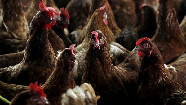 <div class="paragraphs"><p>Chicken farm. Representative image</p></div>