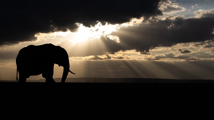 <div class="paragraphs"><p>Image showing the silhouette of an elephant. For representational purposes.</p></div>