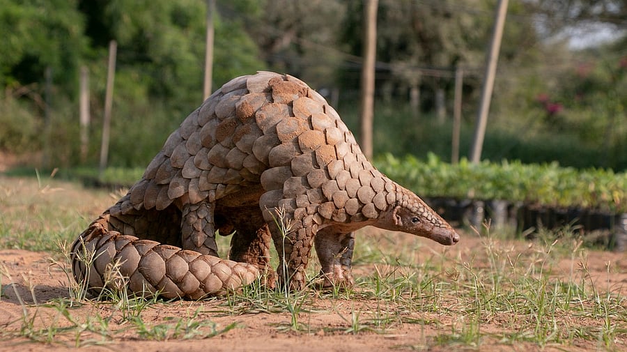 <div class="paragraphs"><p>The Indian Army and the Wildlife Protection Department rescued an Indian Pangolin, a critically endangered species, from a forest near the Line of Control (LoC).&nbsp;</p><p>Photo for representational purpose.</p></div>