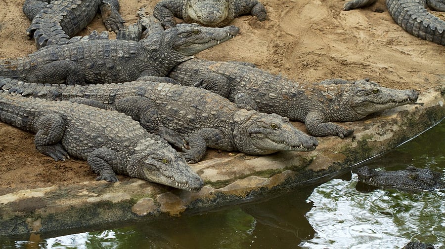 <div class="paragraphs"><p>Crocodiles basking beside a water body. For representational purpose.</p></div>