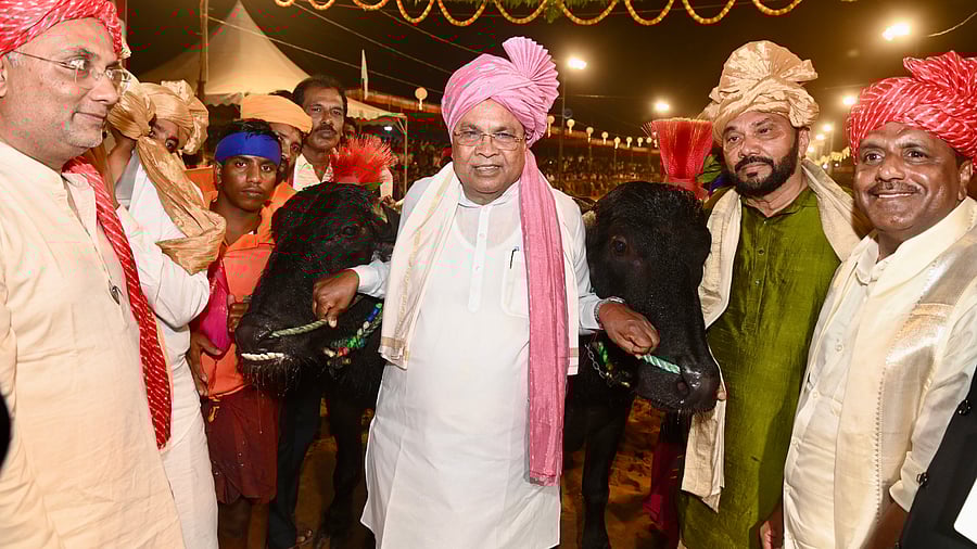 <div class="paragraphs"><p>Chief Minister Siddaramaiah with a pair of buffaloes at Lava Kusha Jodukare Naringana Kambalotsava at Naringana in Mangalore constituency on Saturday. </p></div>