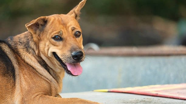 <div class="paragraphs"><p>A pet dog. (Image for representation).</p></div>