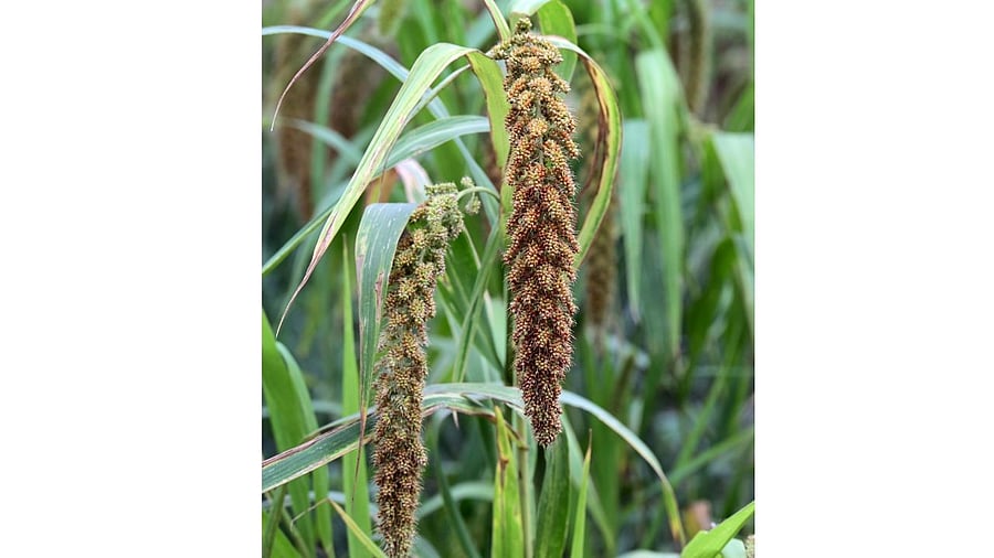 <div class="paragraphs"><p>Representative image showing millets.</p></div>