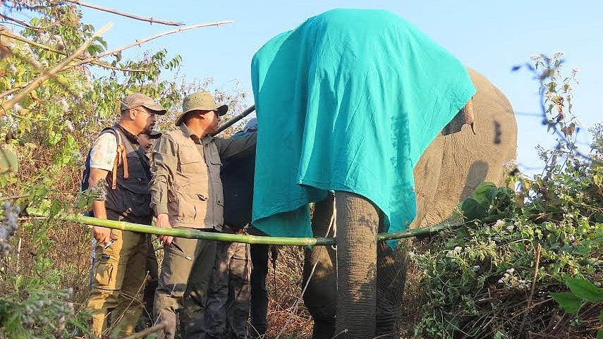 <div class="paragraphs"><p>Conservationists in Assam are taking help of satellites for monitoring herds of wild elephants.&nbsp;</p></div>