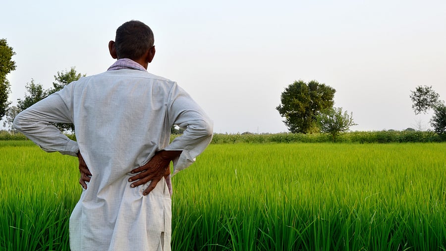 <div class="paragraphs"><p>Image showing a farmer examining his fields. For representational purposes.</p></div>