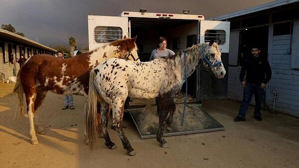 <div class="paragraphs"><p>Jodi Lakatos unloads the last of her 15 horses at the Los Angeles Equestrian Center after evacuating Altadena as large animals are evacuated from several wildfires, in Burbank, California, US.</p></div>