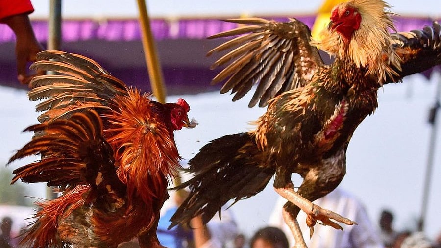 <div class="paragraphs"><p>Roosters fight during 'Bhogi' festival celebration, in Krishna district of Andhra Pradesh.&nbsp;</p></div>