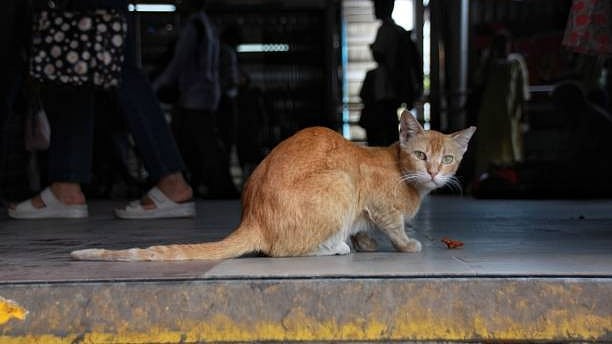 <div class="paragraphs"><p>Representative image of a cat.</p></div>