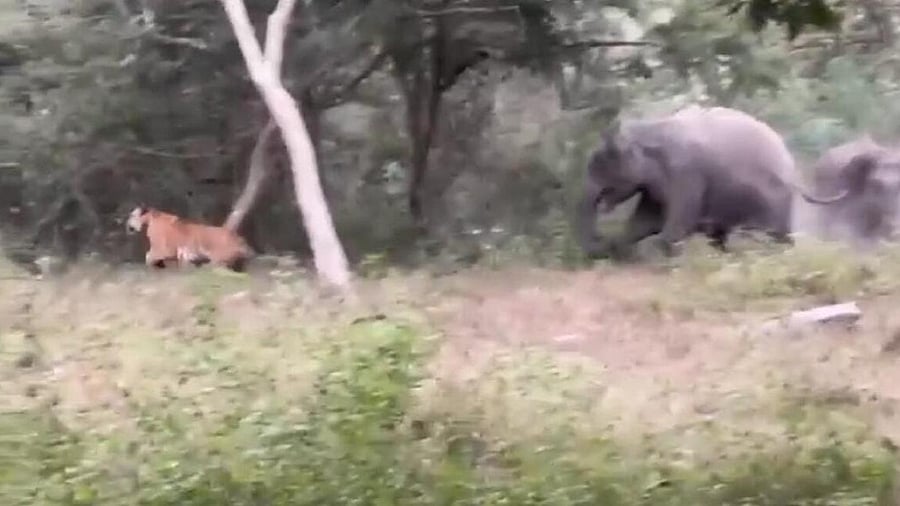 <div class="paragraphs"><p>Video grab of the wild elephant chasing a tiger, that tried to attack it, at Bandipur Tiger Reserve, in Chamarajanagar district.</p></div>