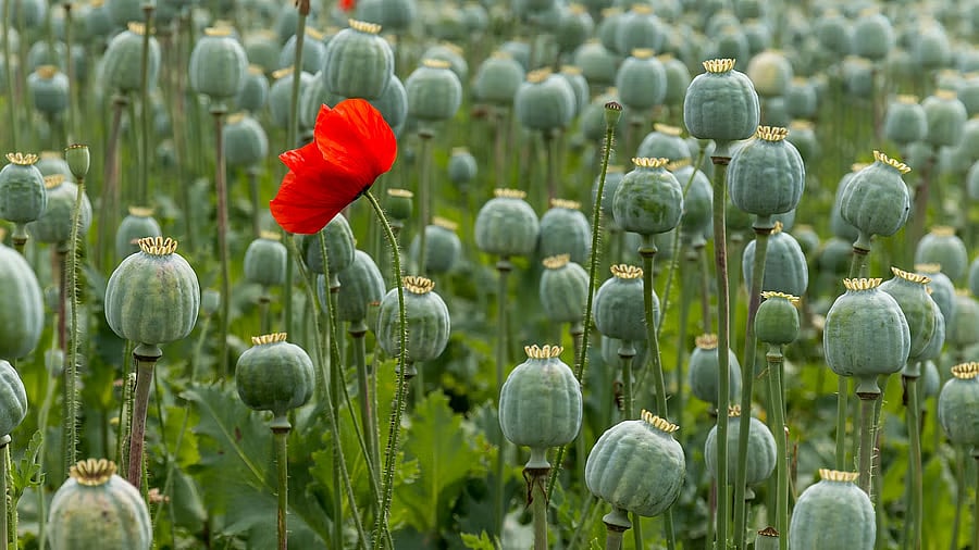 <div class="paragraphs"><p>Representative image showing poppy seed pods.</p></div>