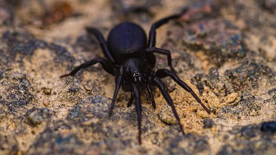 <div class="paragraphs"><p>Funnel web spider</p></div>
