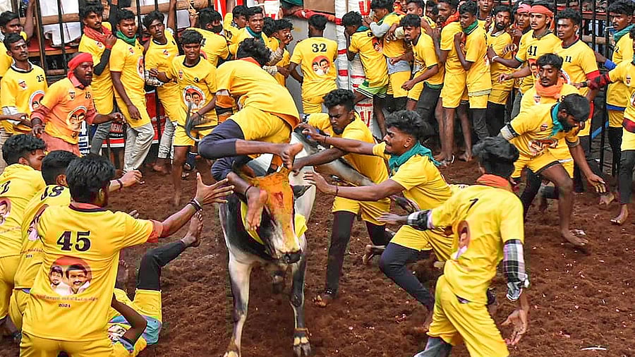 <div class="paragraphs"><p> People try to take control of a bull as they participate in the 'Jallikattu' event as part of 'Pongal' celebrations, at Avaniyapuram in Madurai district, Monday, Jan. 15, 2024.</p></div>