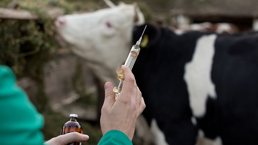 <div class="paragraphs"><p>Representative image of livestock vaccinations.</p></div>