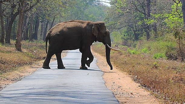 <div class="paragraphs"><p>An elephant. (Image for representation)</p></div>