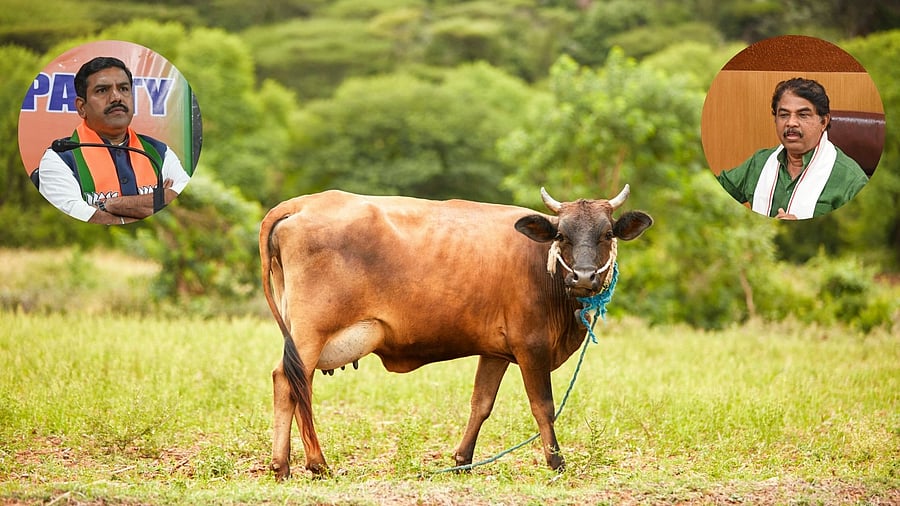 <div class="paragraphs"><p>A cow is seen here with inset images of Karnataka BJP chief B Y Vijayendra and LoP in Assembly R Ashoka</p></div>