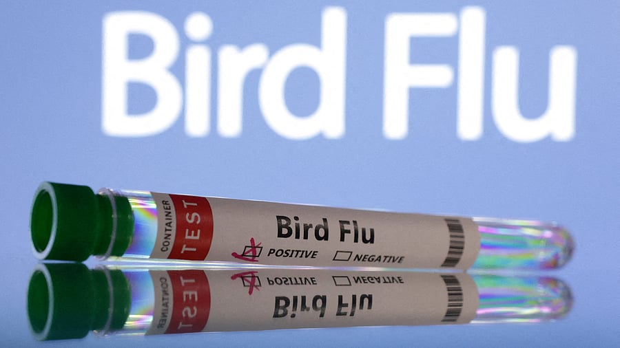 <div class="paragraphs"><p> Test tubes are seen labelled 'Bird Flu' words.</p></div>