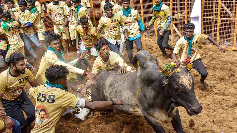 <div class="paragraphs"><p>Avaniyapuram Jallikattu 2025.</p></div>