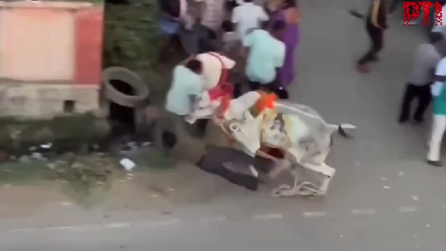 <div class="paragraphs"><p>The cattle injuring people.</p></div>