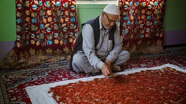 <div class="paragraphs"><p>Ghulam Mohammad Mir, a saffron grower, sorts dried saffron stigmas at his residence in Kashmir's Pampore town.</p></div>