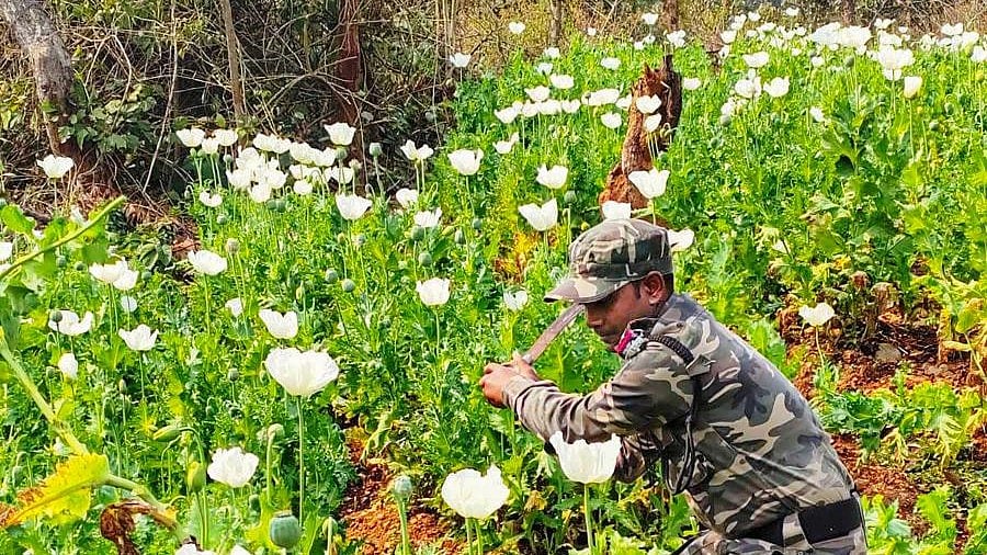 <div class="paragraphs"><p>Illegal poppy cultivation on 4.8 acre area was destroyed in Manipur's Churachandpur district, police said on Thursday.</p></div>