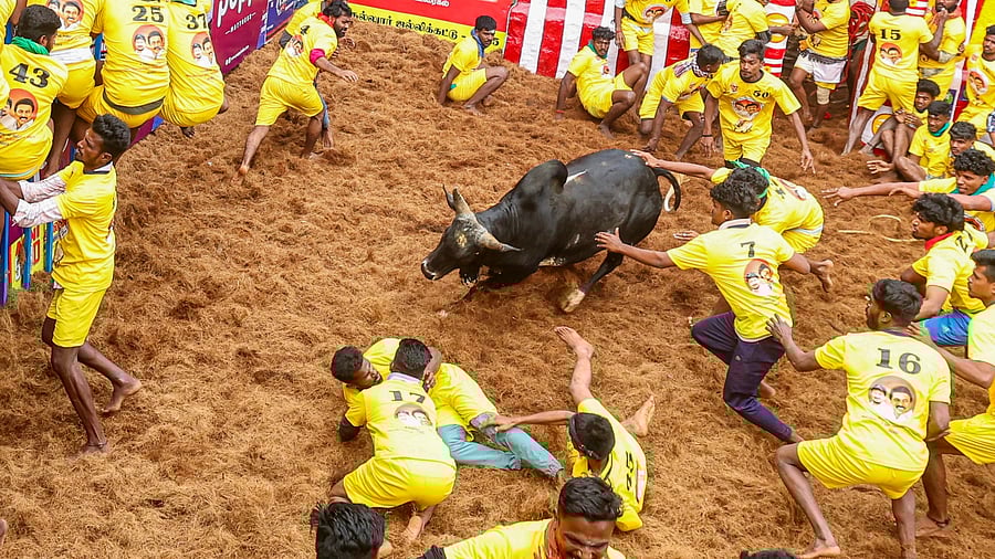 <div class="paragraphs"><p> People try to tame a bull as they participate in the 'Jallikattu' event as part of 'Pongal' celebrations, at Alanganallur in Madurai district, Tamil Nadu, Thursday, Jan. 16, 2025.</p></div>