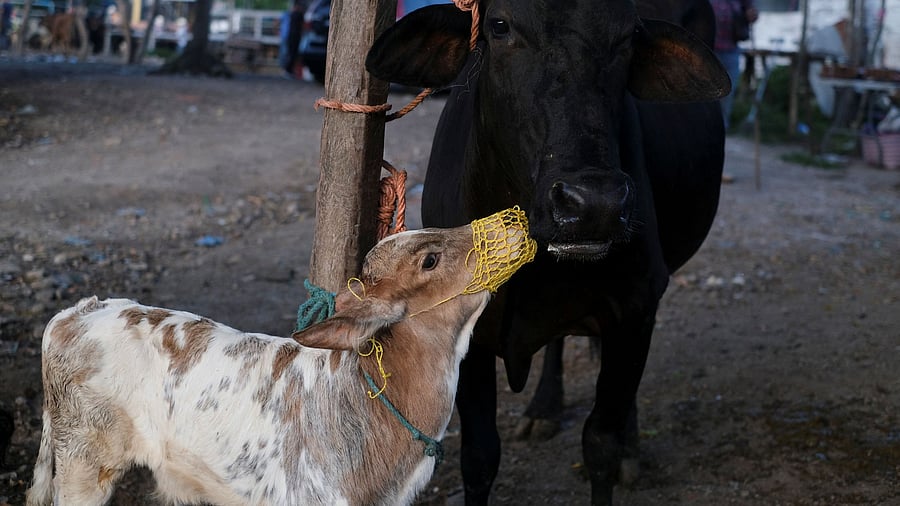 <div class="paragraphs"><p>A cow and her calf seen in the picture. (Representative image)&nbsp;</p></div>
