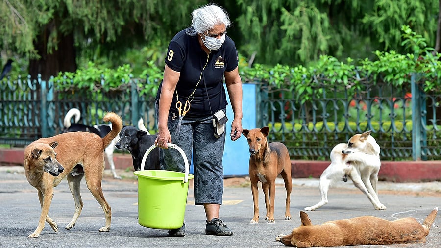 <div class="paragraphs"><p>The initiative, spearheaded by the BBMP's Animal Husbandry Department under the theme "Public Health through Animal Health", was officially inaugurated by Vikas Suralkar, Special Commissioner for Health and Animal Husbandry, BBMP, at the Dr Rajkumar Glass House in the BBMP head office. </p></div>